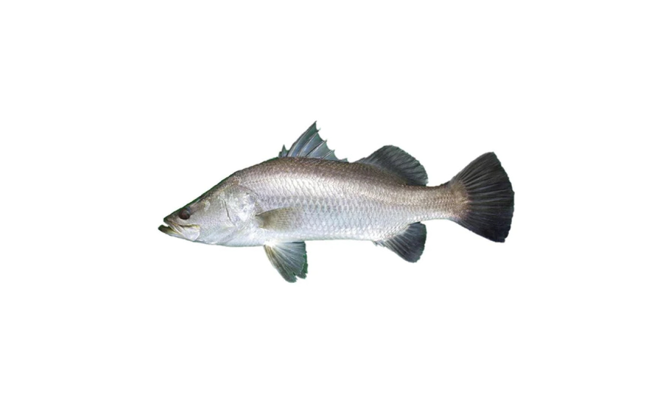 Modha (Barramundi)- KG