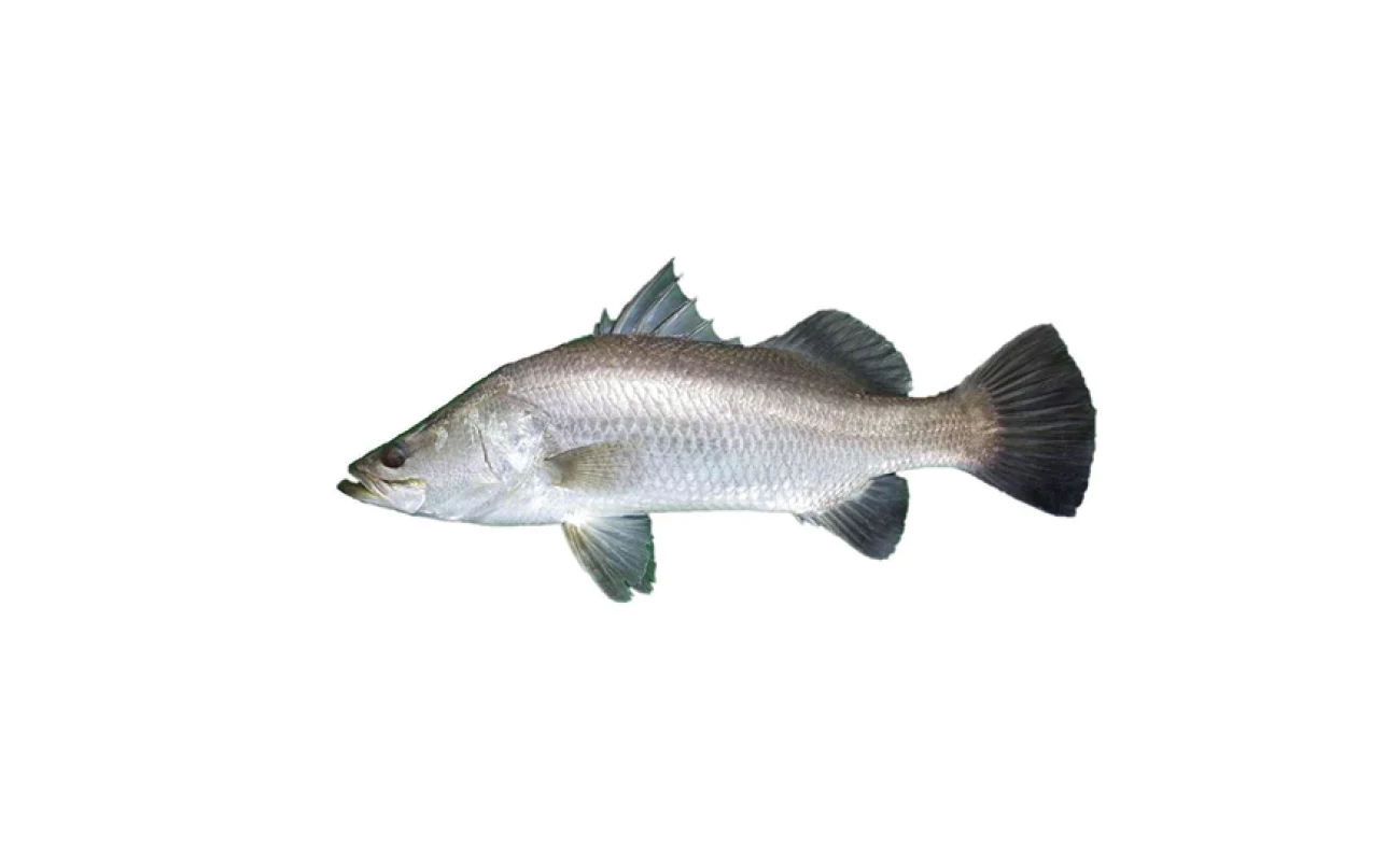 Modha (Barramundi)- KG