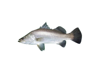 Modha (Barramundi)- KG