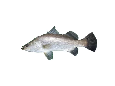 Modha (Barramundi)- KG