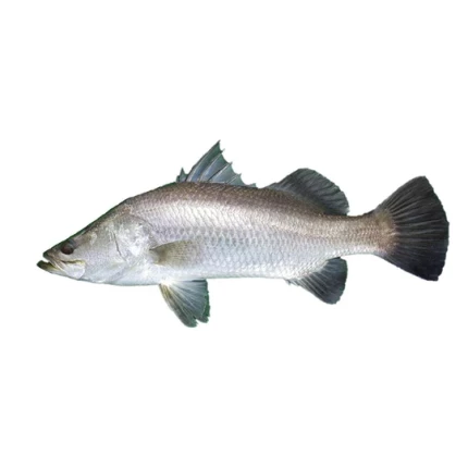 Modha (Barramundi)- KG