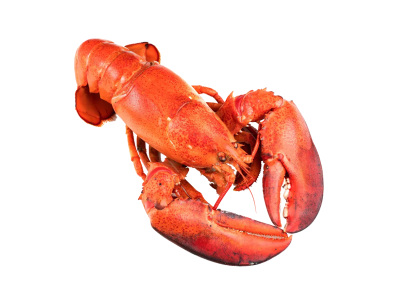 Lobster- KG