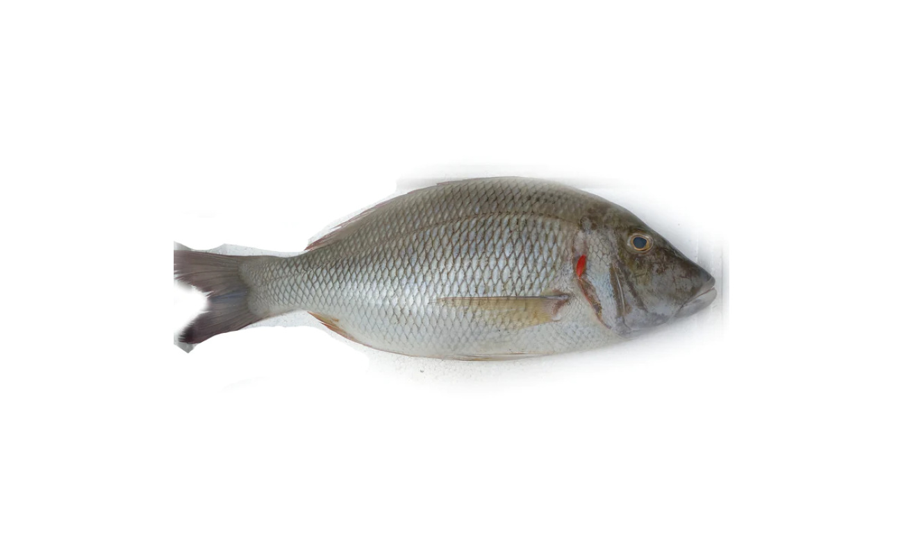 Modha (Barramundi)- KG