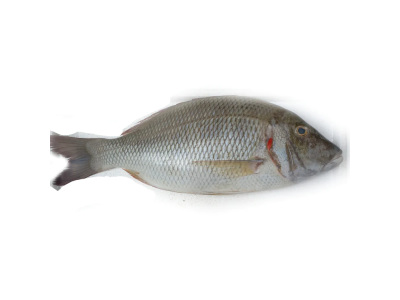 Modha (Barramundi)- KG