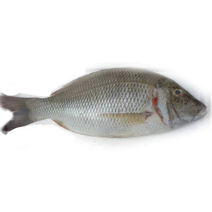 Modha (Barramundi)- KG