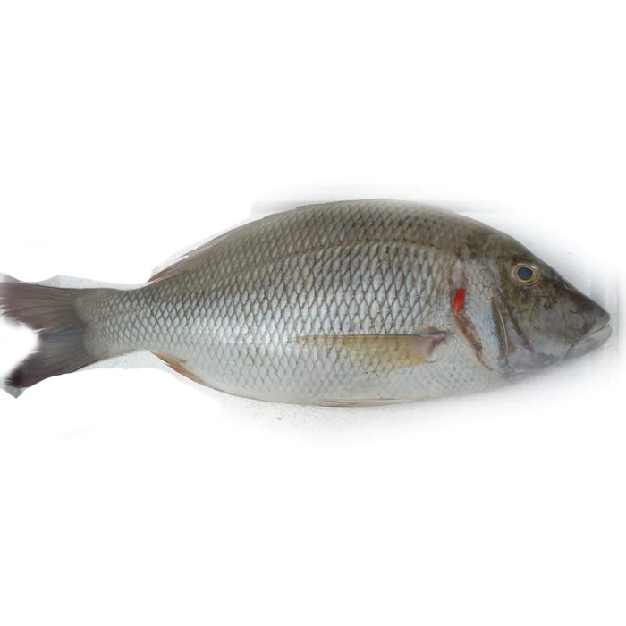 Modha (Barramundi)- KG