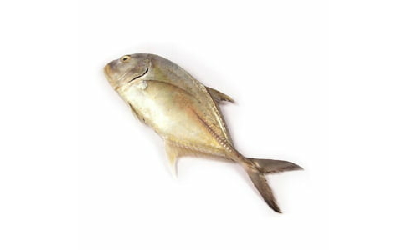 Paraw Fish (Trevallies) -1 KG