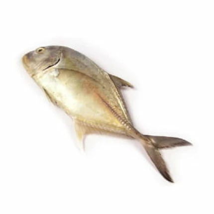 Paraw Fish (Trevallies) -1 KG