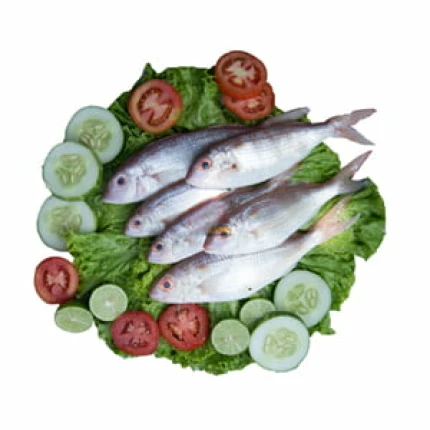 Sudha (Threedfin Bream) -1 KG