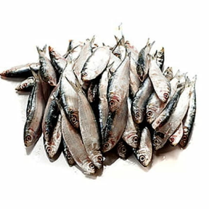 Salaya (Sardinella) -1 KG