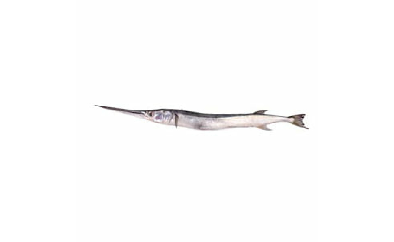 Gar fish (Habarali) -1 KG
