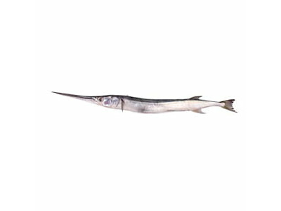 Gar fish (Habarali) -1 KG