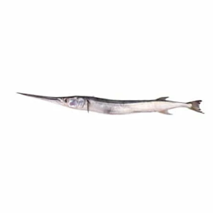 Gar fish (Habarali) -1 KG