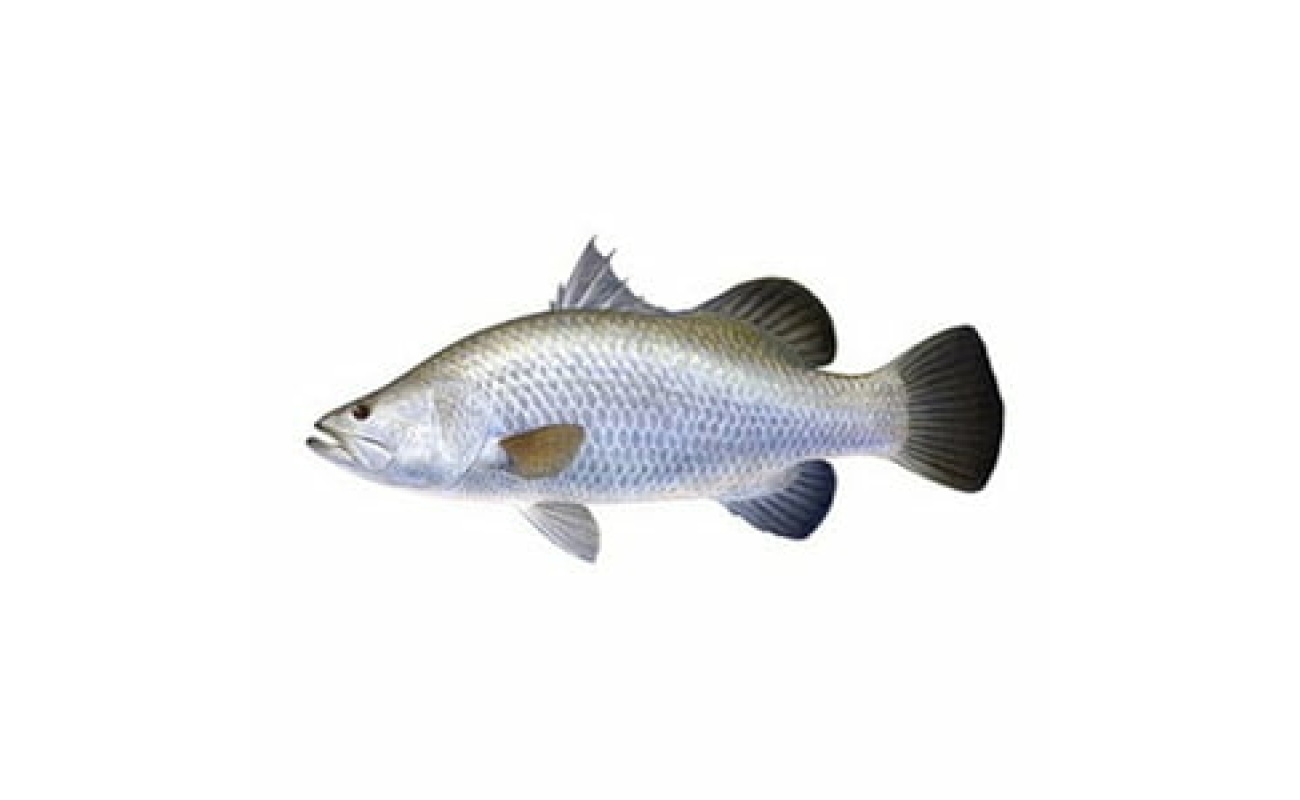 Koduva -1 KG