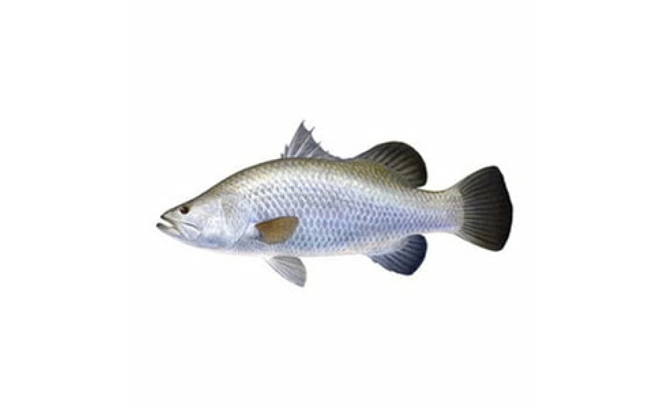 Koduva -1 KG