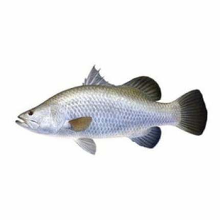 Koduva -1 KG