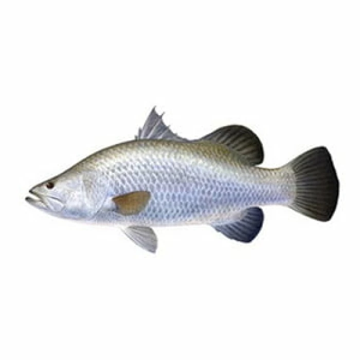 Koduva -1 KG