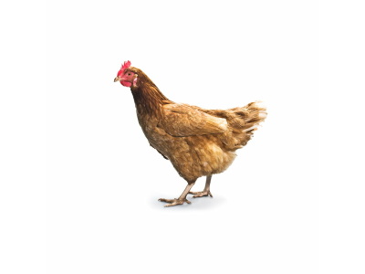 Country Chicken live