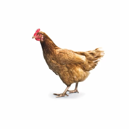 Country Chicken live