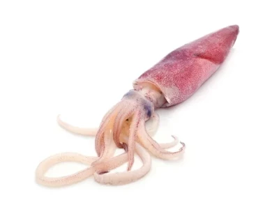 frozen-squid-fish-500x500