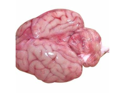 Goat Brain(numbers)