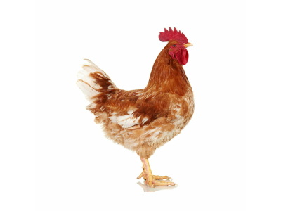 Rooster live