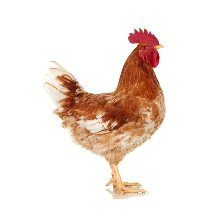 Rooster live